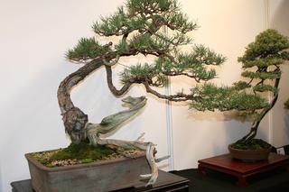 Bonsai: karłowe drzewa w mieszkaniu