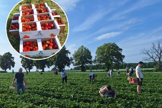 Samozbiory truskawek Manfreda Skrzypczyka wciąż na topie