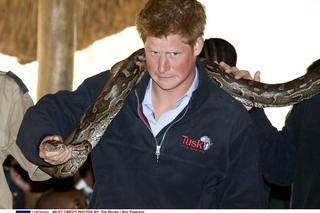 William i Harry bawią się wężem