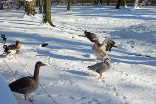 Zimowy spacer w Parku 1000-lecia w Lesznie