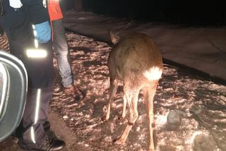 Ranny koziołek CIERPIAŁ z bólu! Zwierzę błąkało się przy drodze. Pomógł jeden z kierowców