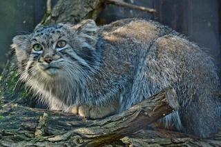 Wielkie koty z warszawskiego ZOO