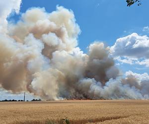 Pożar zboża na pniu w Baczynie pod Gorzowem