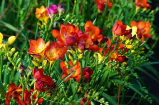 Frezja ogrodowa - Freesia hybrida