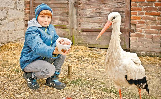 Żyję z bocianem