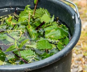 Zapobiega infekcjom, anemii i wypadaniu włosów. Pij pół godziny przed posiłkiem