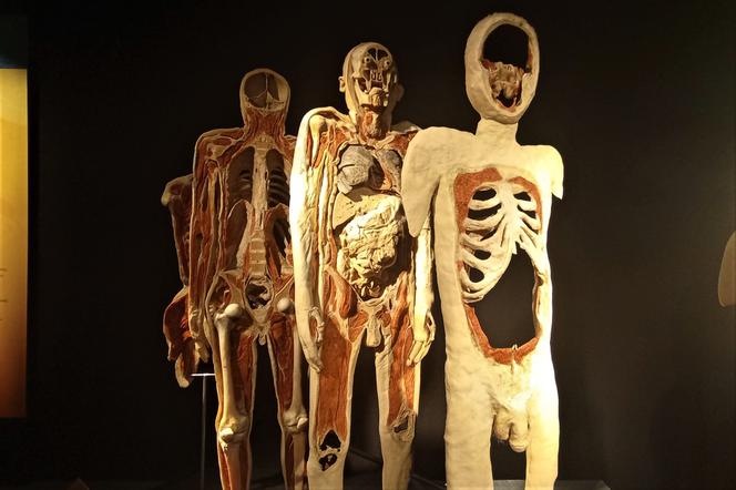 Wystawa Body Worlds w Szczecinie