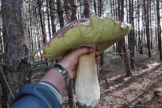 Największe grzyby w województwie lubuskim. Mieszkańcy przesłali swoje zdobycze!