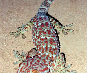 Tokay Gecko - zdjęcie ilustracyjne
