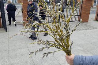 Palmy na Niedzielę Palmową w Poznaniu