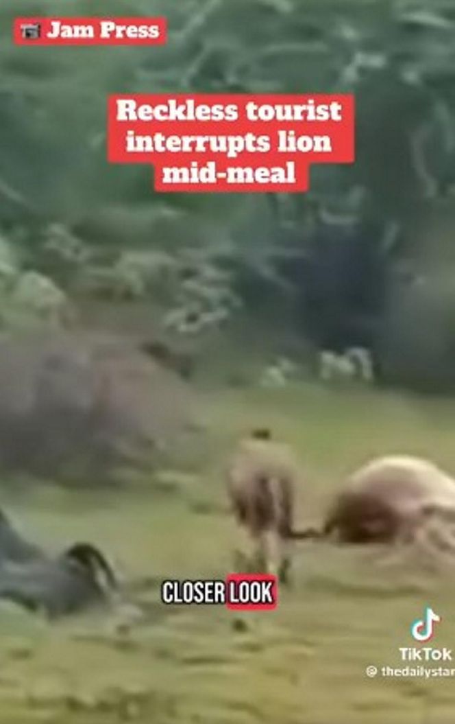 Turysta zobaczył lwa i naprawdę to zrobił! Zobacz, co stało się później