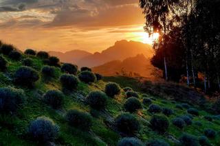 Najwyżej położona plantacja lawendy w Polsce leży w Małopolsce. Zdobi serce Pienin 