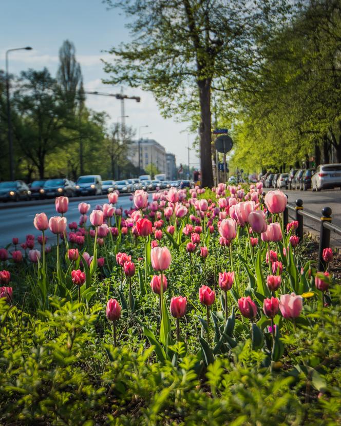 Warszawa utonęła w kolorowych tulipanach