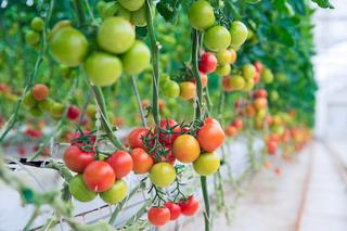 Pomidory z butelki na balkonie? Ten sposób to hit na domowe warzywa!