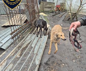 Dramat w Pruszkowie. Przetrzymywał zwierzęta w skandalicznych warunkach. Właściciel próbował się ich pozbyć