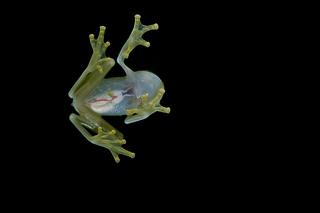 Szkalna żaba