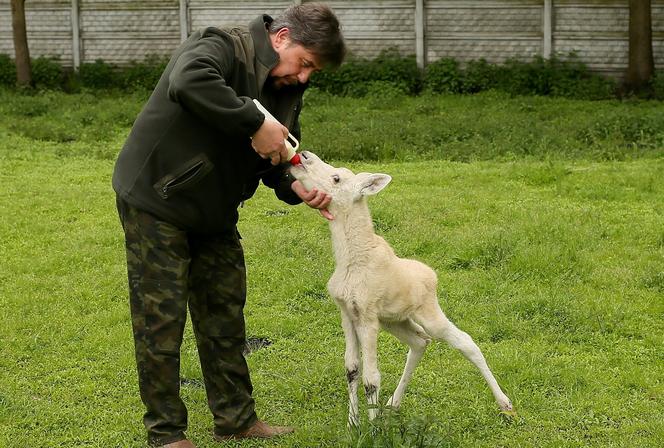 Niezwykle rzadki okaz odnaleziony w Puszczy Kampinoskiej. Białego łosia porzuciła swoja matka