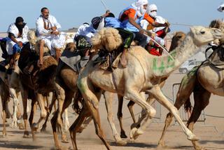Wyścigi wielbłądów w Maroku
