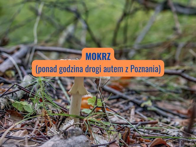 Mokrz (powiat szamotulski)