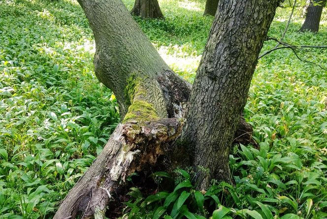 Drzewa w parku Zielona w Dąbrowie Górniczej zaatakował grzyb z Azji. Trwa wycinka