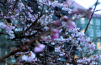 Na Jasnych Błoniach zakwitła wiśnia japońska