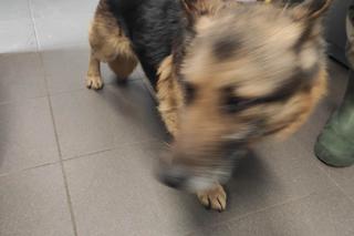 Facebook/Schronisko dla zwierząt w Bydgoszczy