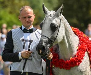 Prawie 640 tys. euro za konie na aukcji Pride of Poland