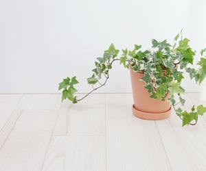 Bluszcz pospolity (hedera helix) - trujący, choć leczniczy