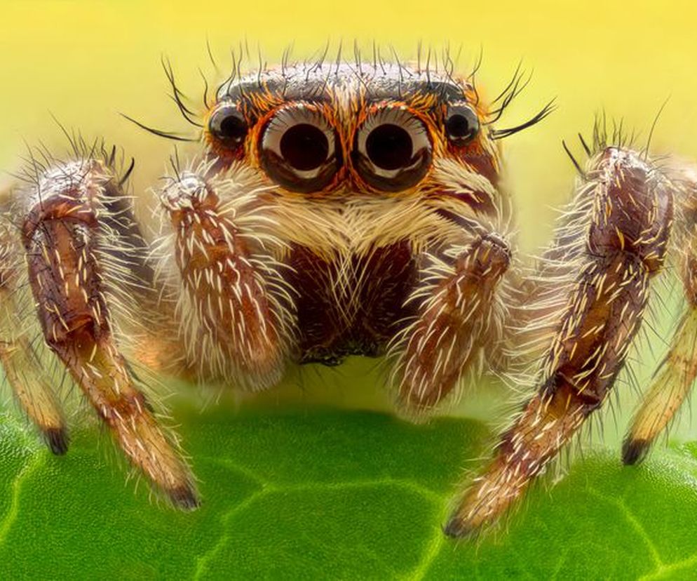 W Polsce nie występują na szczęście najbardziej jadowite pająki na świecie, jednak również ugryzienie naszych rodzimych pająków może być dla nas nieprzyjemne