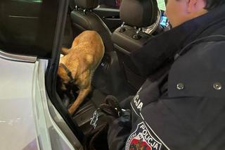 Wielka akcja policji w Warszawie. Sprawdzili kierowców popularnych aplikacji. Aż 12 osób zatrzymanych!