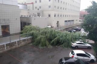 Burza w Łodzi wyrywa drzewa z korzeniami