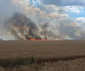 Pożar zboża na pniu w Baczynie pod Gorzowem