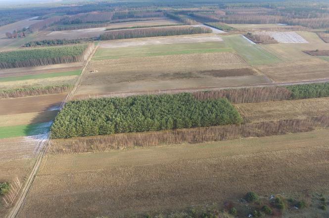 Podkarpacie: Szukają dronami martwych dzików padłych na afrykański pomór świń