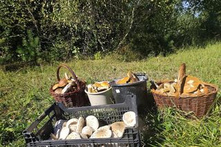 Wysyp grzybów na Podkarpaciu.  Gdzie najlepiej udać się na grzybobranie? 