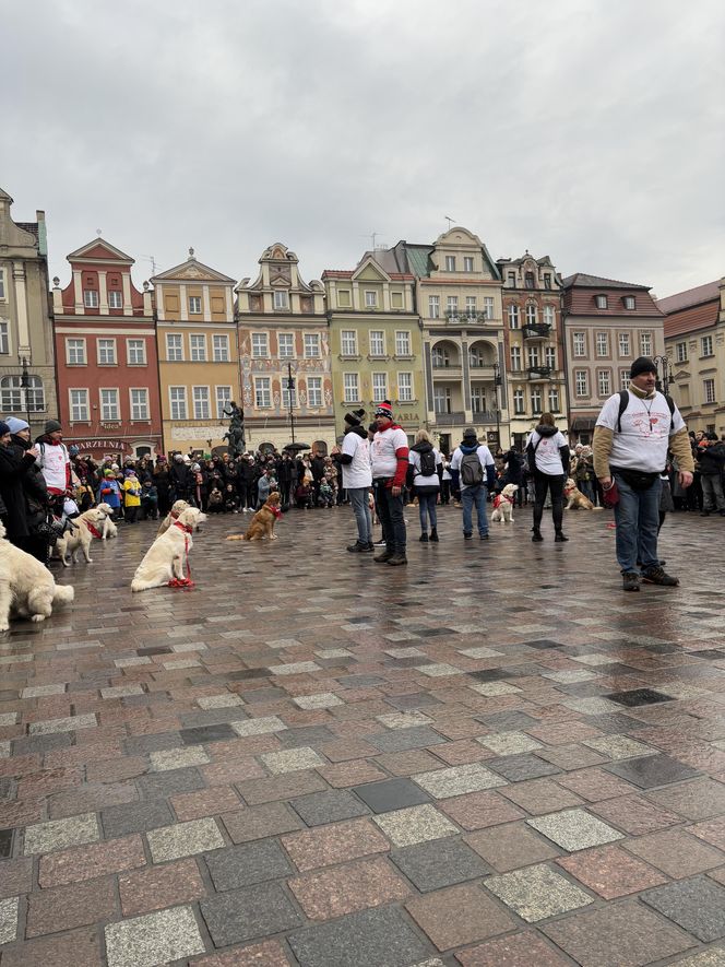 Golden Retriever WOŚP w Poznaniu