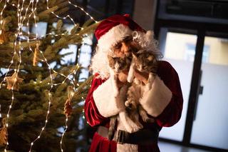 Świąteczne koty do Adopcji