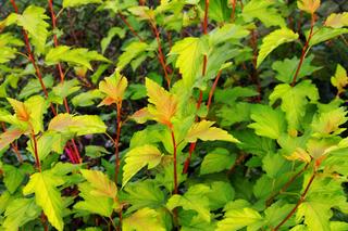 Pęcherznica kalinolistna