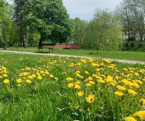 Wiosna zagościła w zamojskim Parku Miejskim. Zobacz zdjęcia
