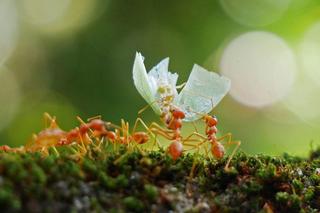 Te mrówki mają niezwykłą umiejętność. Potrafią leczyć rany