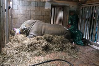 Zabieg in vitro u… samicy nosorożca w poznańskim zoo pomoże ocalić wymierający gatunek [ZDJĘCIA]