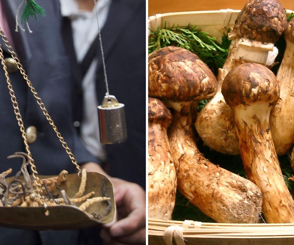 To najdroższe grzyby świata. Niektóre z nich rosną w Polsce 