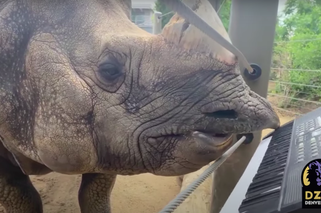 W dniu swoich urodzin nosorożec postanowił zagrać na syntezatorze. I nawet mu to wyszło! [VIDEO]