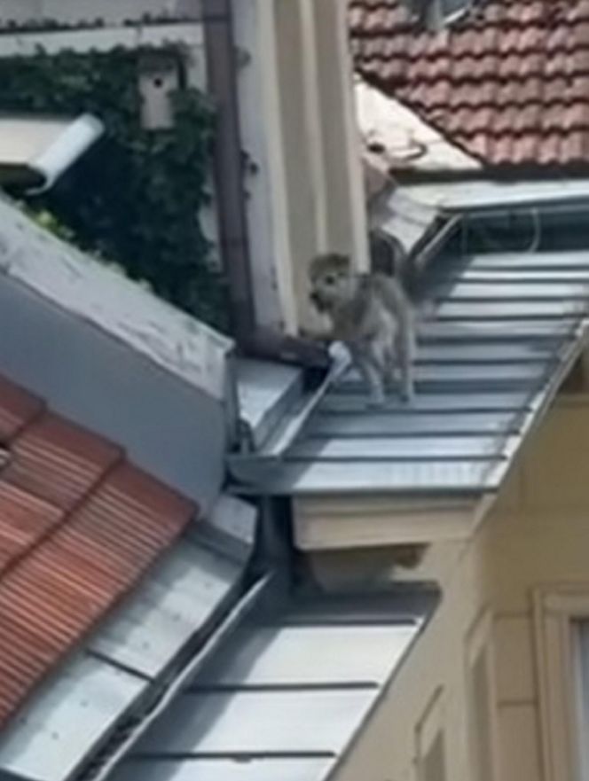 Niezwykła akcja strażaków na Nowym Świecie. Pies hasał po dachu kamienicy