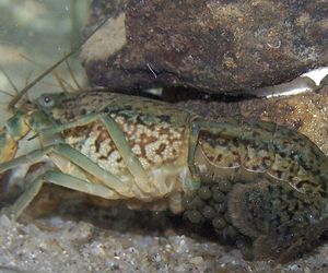 Inwazja obcych w Warszawie! Jest ich aż 100 tysięcy. Urzędnicy wynajęli łowców do walki z nimi