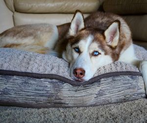 Husky w bloku. Czy husky może mieszkać w bloku? Obalamy mity