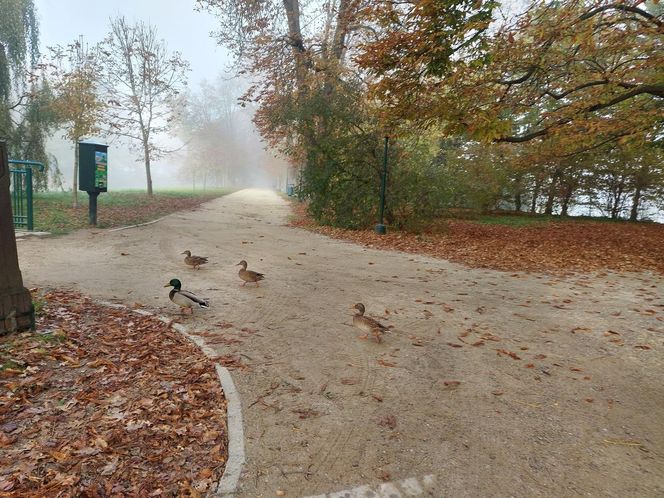 Zamojski Park jesienią