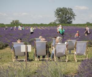 To ostatni moment na wizytę na lawendowym polu w Złotnikach Kujawskich. Drugiego takiego w regionie nie ma 