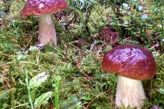 Rusza sezon na leśne grzyby