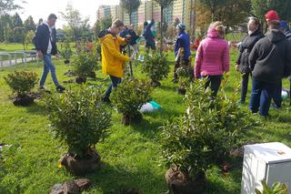 Pastwisko dla koni w Sosnowcu