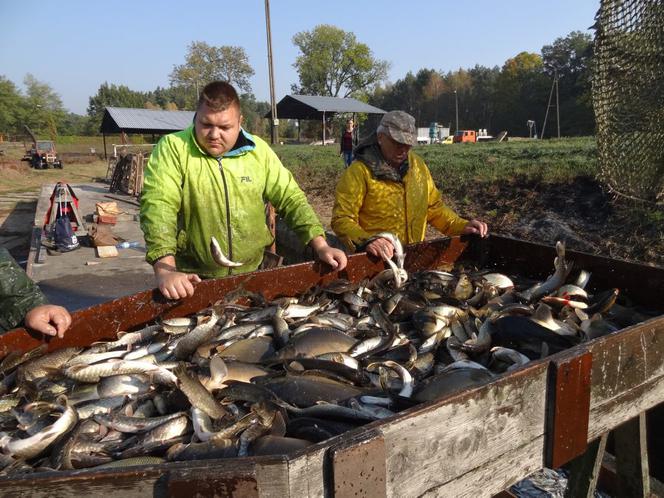 Karpie będą po 20 zł